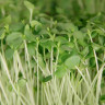Семена льна для проращивания, 5 кг