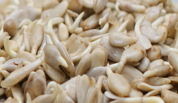 проросшие семена подсолнечника sunflower-seeds.jpg