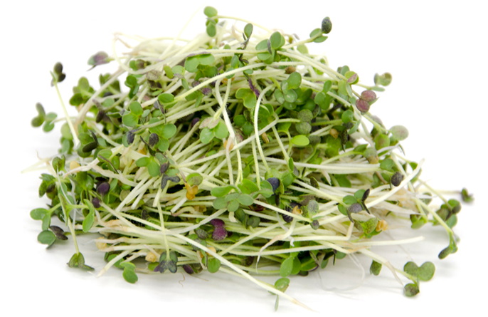 проросшие семена горчицы (микрозелень) mustard.jpg