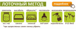 Горчица семена микрозелени, 100 г
