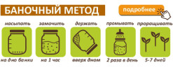 Горчица семена микрозелени, 500 г