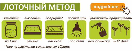 gorchica-lotochnii-metod.jpg gorchica-lotochnii-metod.jpg