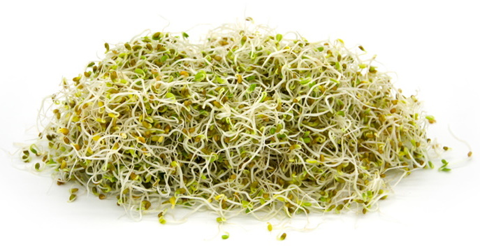 lucerna1.jpg