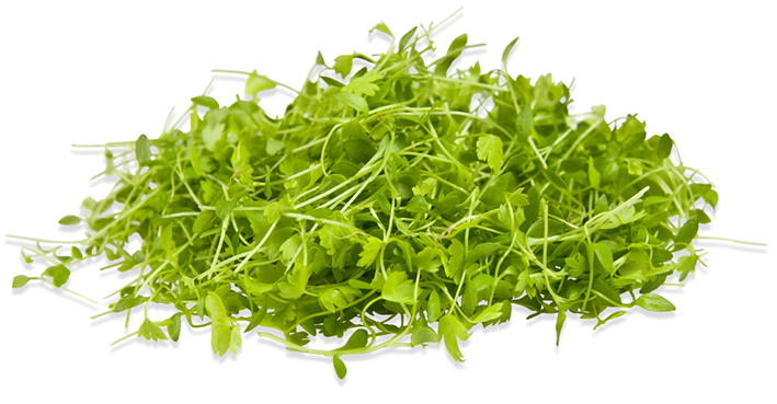 микрозелень сельдерея celery.jpg
