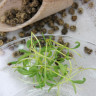 Мангольд жёлтый семена микрозелени, 100 г