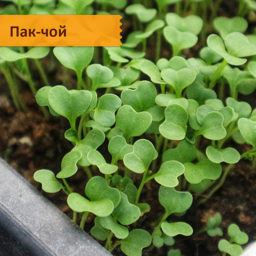 Набор для выращивания "Азиатская микрозелень"