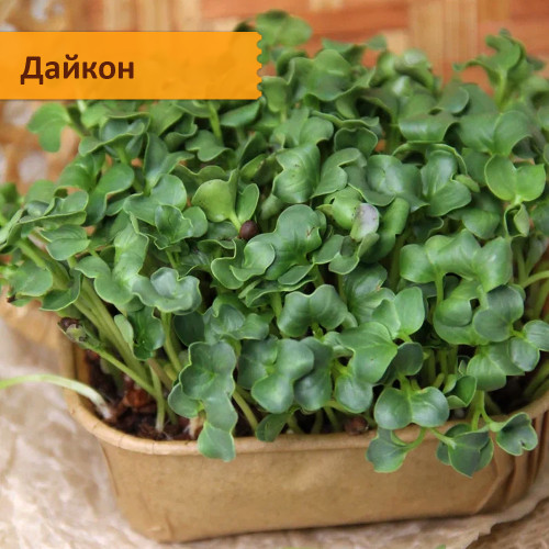 Набор для выращивания "Азиатская микрозелень"
