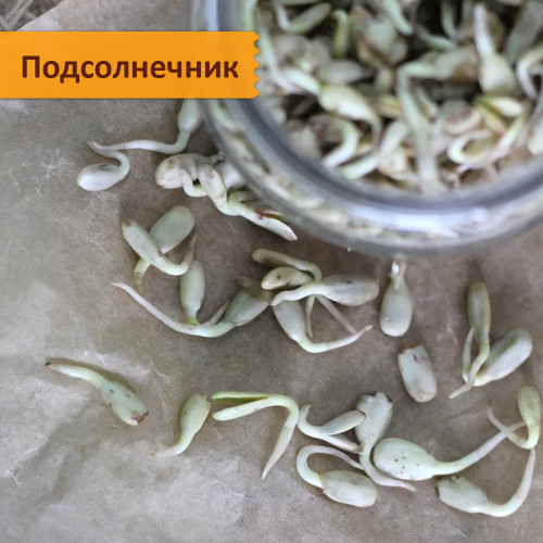Набор для проращивания "Проростки Макс: 10 видов"