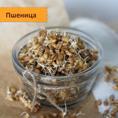 Набор "проростки и микрозелень в банке"