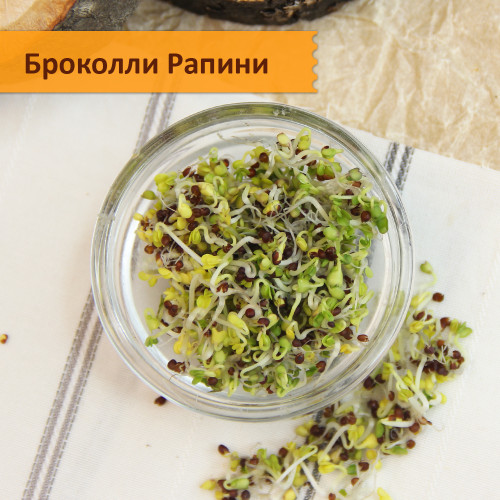 Набор "проростки и микрозелень в банке"