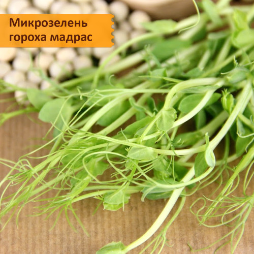 Набор для выращивания "12 видов микрозелени"