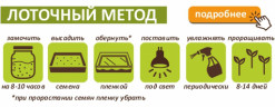 Рожь для проращивания, 5 кг