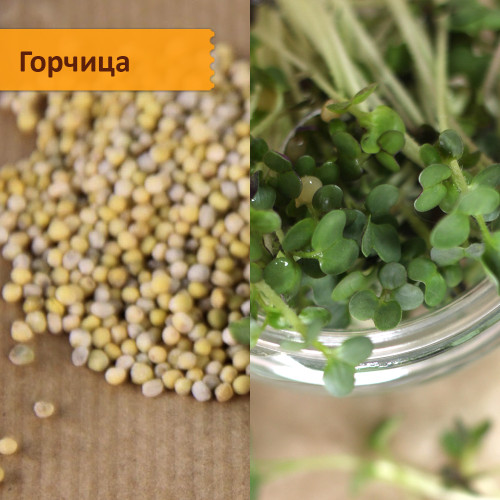 Набор для выращивания "Микрозелень на подоконнике"