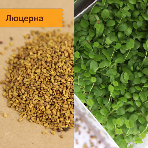 Набор для выращивания "Микрозелень на подоконнике"