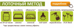 Полба для проращивания, 5 кг