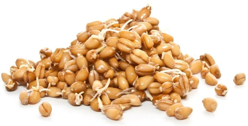 Пшеница отборная для проращивания, 25 кг