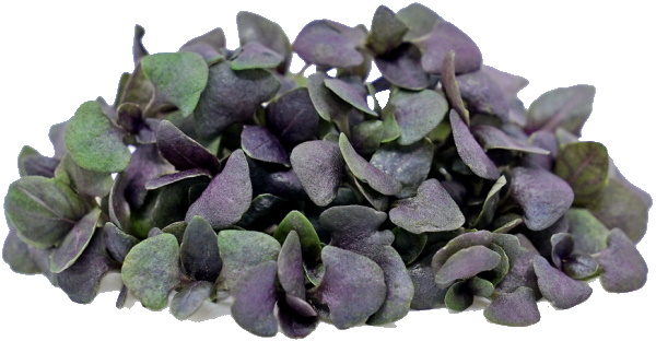 микрозелень фиолетового базилика purplebasil.jpg
