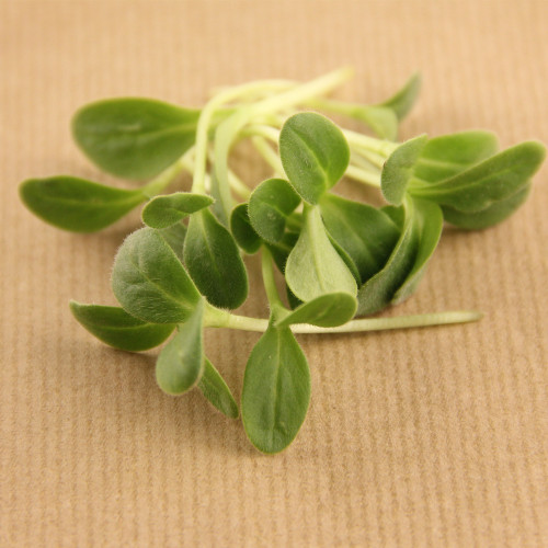 Бораго семена микрозелени, 100 г