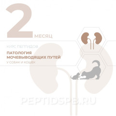 Пептиды для животных при заболеваниях почек (КУРС 2-Й МЕСЯЦ - на базе лингвальных капель)